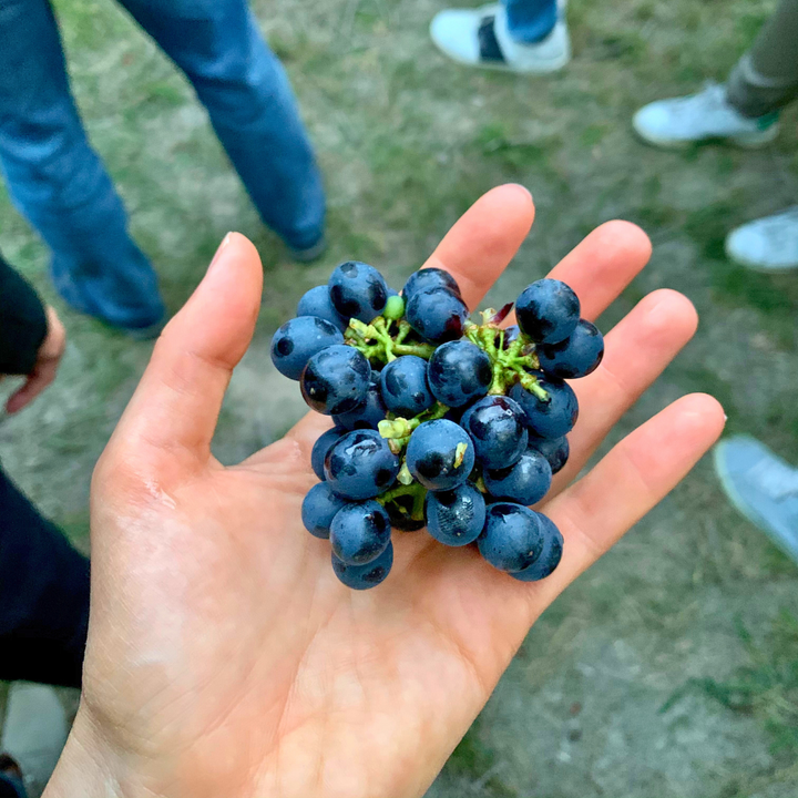 grappolo d'uva varietà enantio nel palmo di una mano